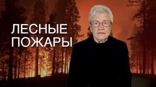 Лесные пожары. Обезумевшее человечество кончает жизнь самоубийством — Людмила Фионова